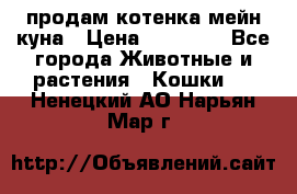 продам котенка мейн-куна › Цена ­ 35 000 - Все города Животные и растения » Кошки   . Ненецкий АО,Нарьян-Мар г.